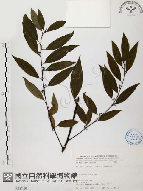 山胡椒藏品圖，第1張