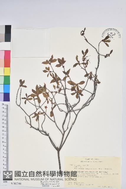 鐘鈴花、美鈴兒花、黃吊鐘花、鈴兒花藏品圖，第1張