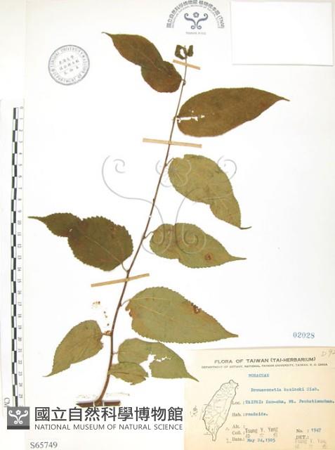 小構樹藏品圖，第1張