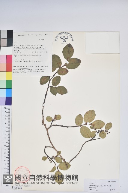 毛葉珍珠花藏品圖，第1張
