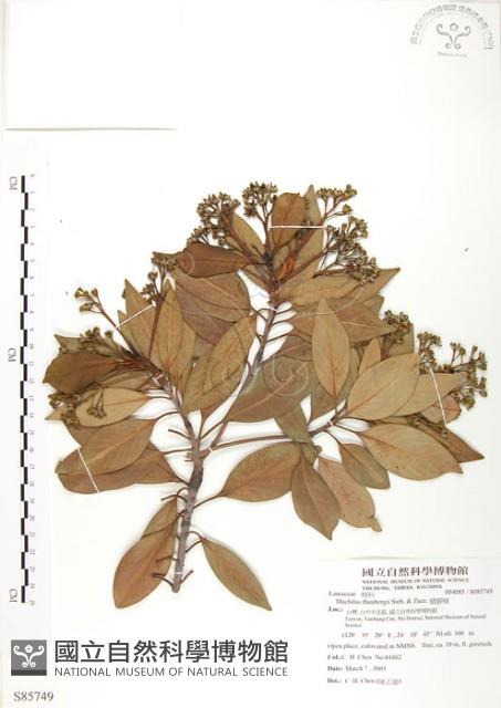 豬腳楠藏品圖，第1張