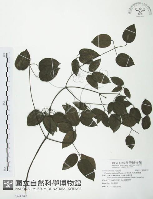 柱果鐵線蓮藏品圖，第1張