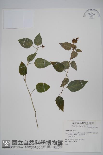 銀脈爵床藏品圖，第1張