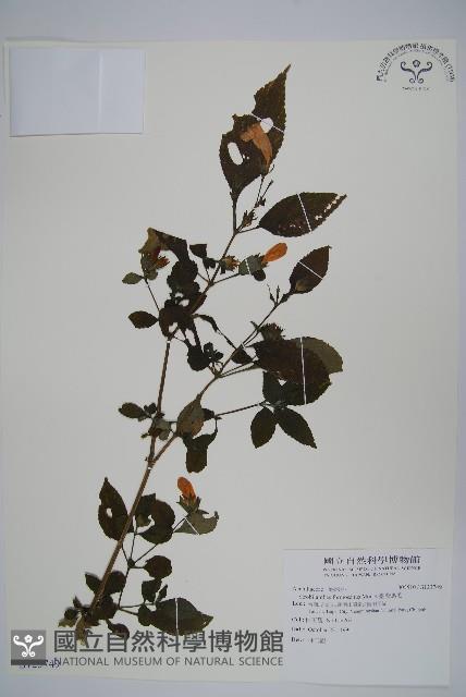 臺灣馬藍藏品圖，第1張