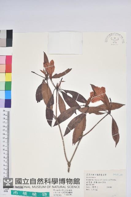 西施花、青紫木藏品圖，第1張