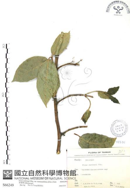 對葉榕藏品圖，第1張