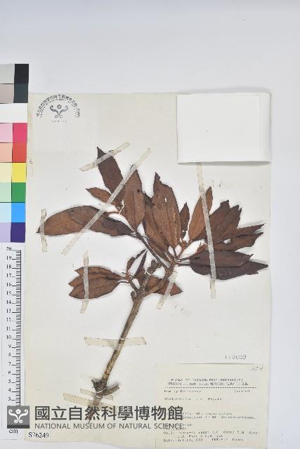 森氏杜鵑、森氏滿江紅藏品圖，第1張