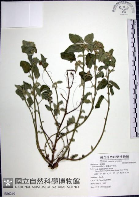 圓葉金午時花藏品圖，第1張
