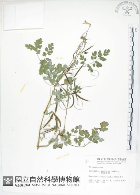 臺灣黃菫藏品圖，第1張