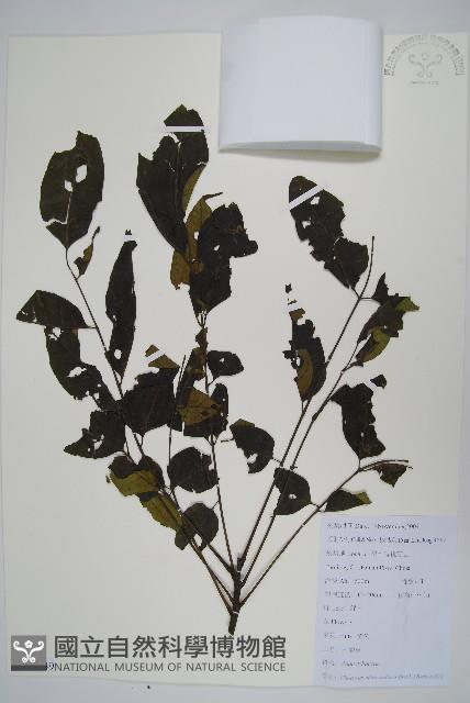 南酸棗藏品圖，第1張