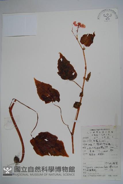 秋海棠藏品圖，第1張