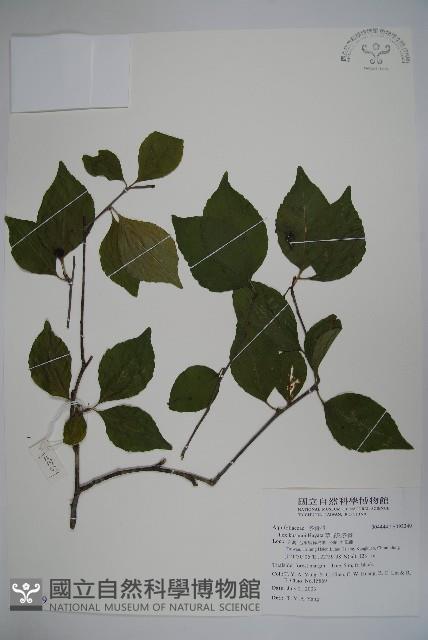 草野氏冬青藏品圖，第1張