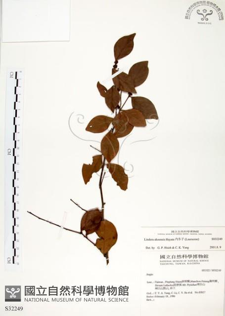 內苳子藏品圖，第1張