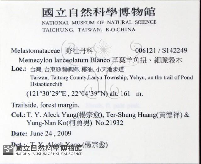 革葉羊角扭、細脈榖木藏品圖，第1張