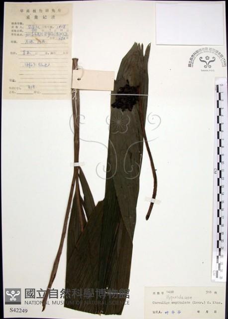 船子草、船仔草藏品圖，第1張