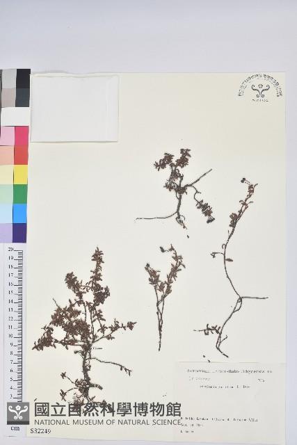 登錄號:S082249藏品圖，第1張