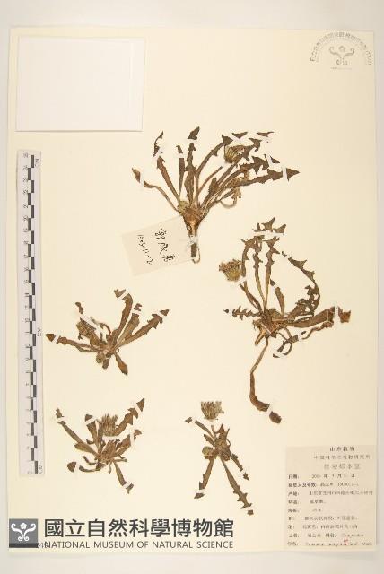 蒲公英藏品圖，第1張