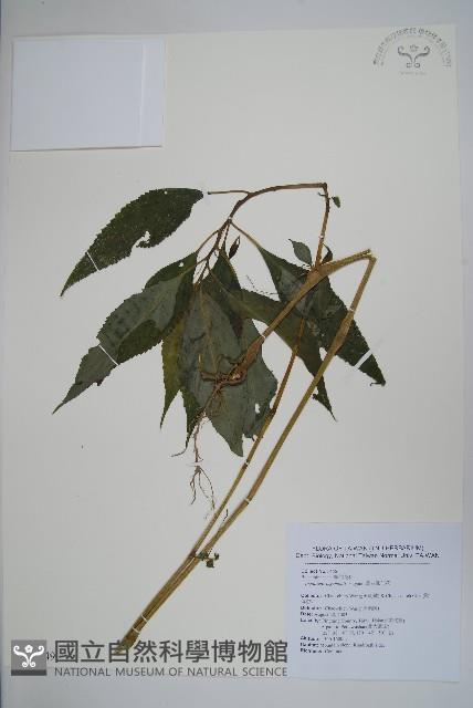 黃花鳳仙花藏品圖，第1張