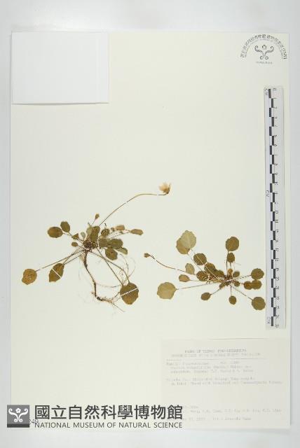 圓葉裂緣花藏品圖，第1張