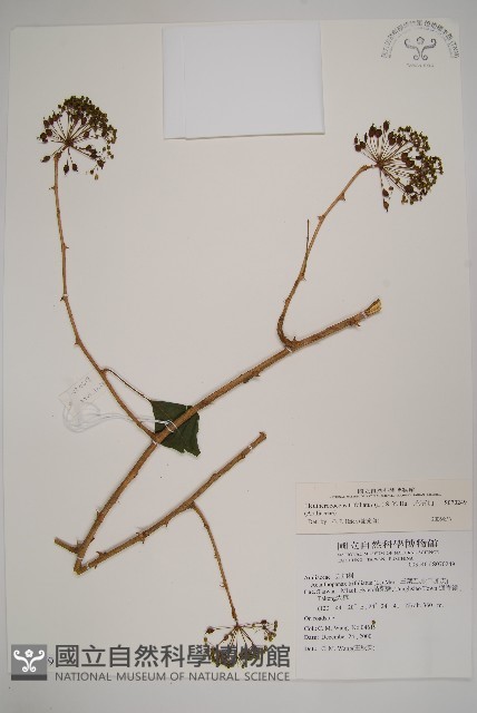 三葉五加藏品圖，第1張