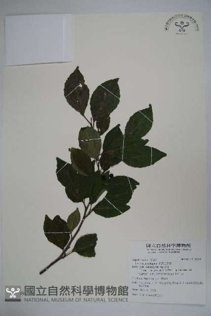 草野氏冬青藏品圖，第1張