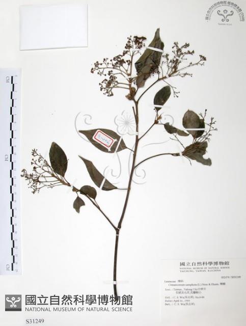 樟樹藏品圖，第1張