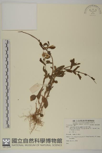 登錄號:S081249藏品圖，第1張