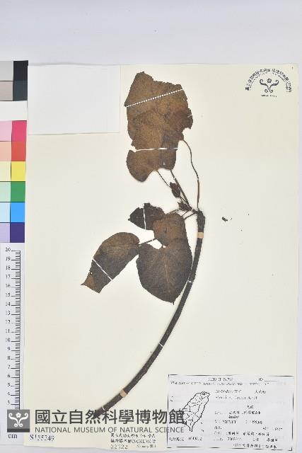 三年桐、光桐藏品圖，第1張