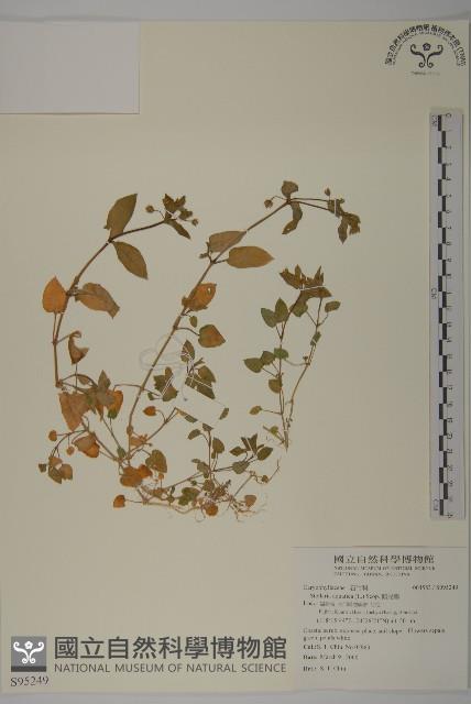 鵝兒腸藏品圖，第1張