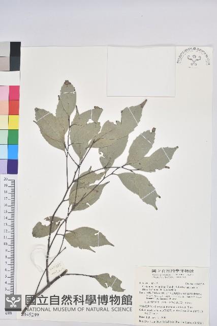 長尾尖葉櫧藏品圖，第1張