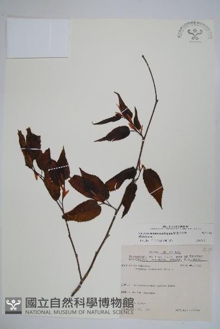 蘭邯千金榆藏品圖，第1張