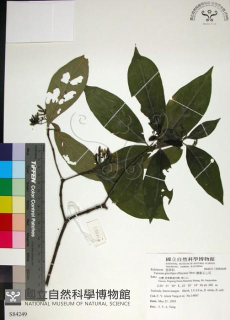 薄葉玉心花藏品圖，第1張
