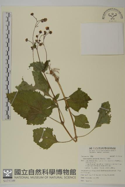 下田菊藏品圖，第1張