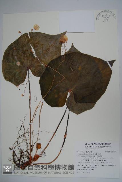 蘭嶼秋海棠藏品圖，第1張