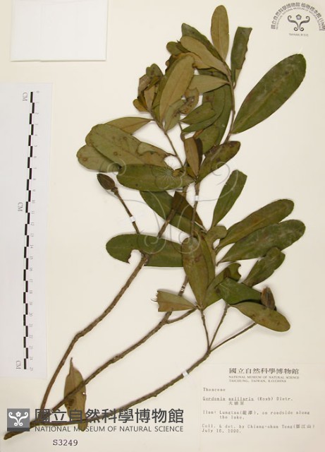 大頭茶藏品圖，第1張