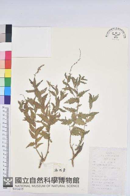 地构葉藏品圖，第1張