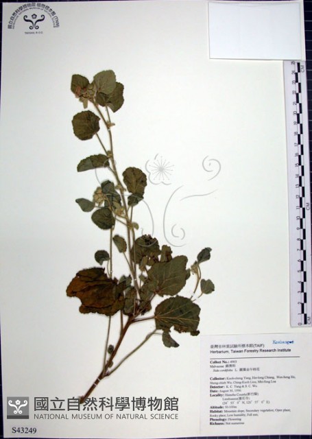 圓葉金午時花藏品圖，第1張