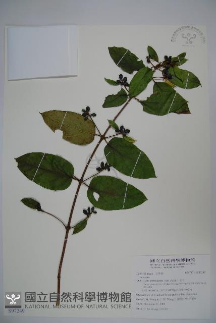 登錄號:S097249藏品圖，第1張