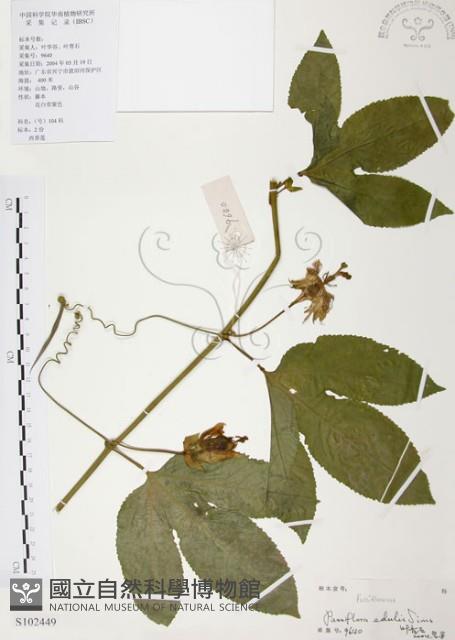 西番蓮、百香果藏品圖，第1張
