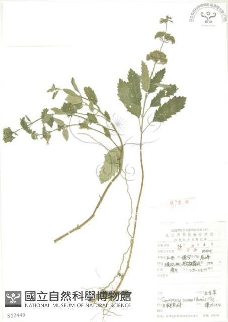 灰葉蕕藏品圖，第1張