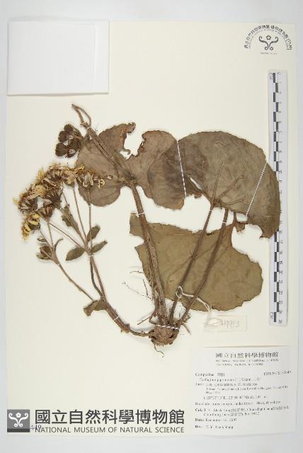 山菊藏品圖，第1張