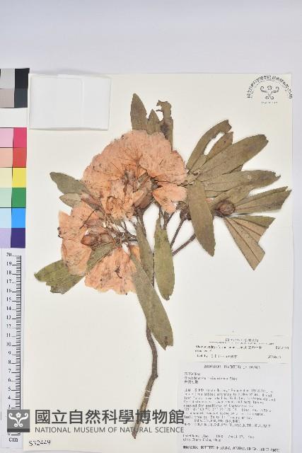 臺灣杜鵑藏品圖，第1張