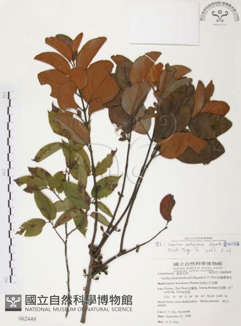 杜鵑桑寄生藏品圖，第1張