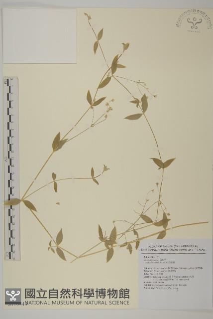 疏花繁縷藏品圖，第1張