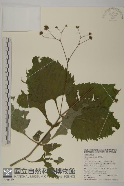 下田菊藏品圖，第1張