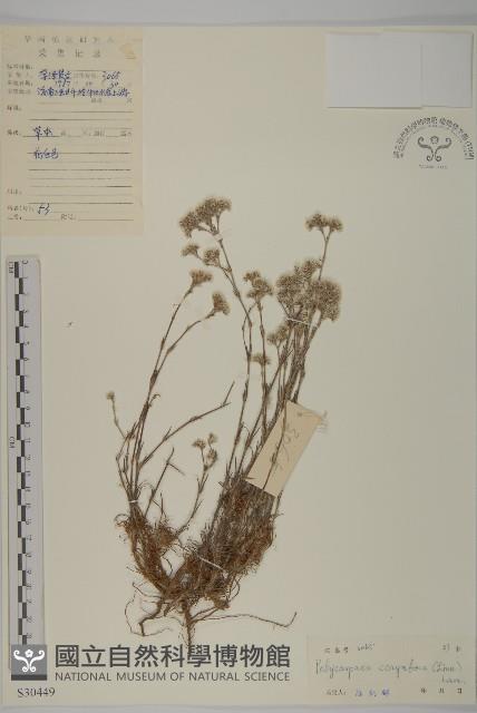 白鼓釘藏品圖，第1張