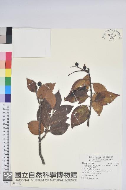 珍珠花、長尾葉越橘藏品圖，第1張