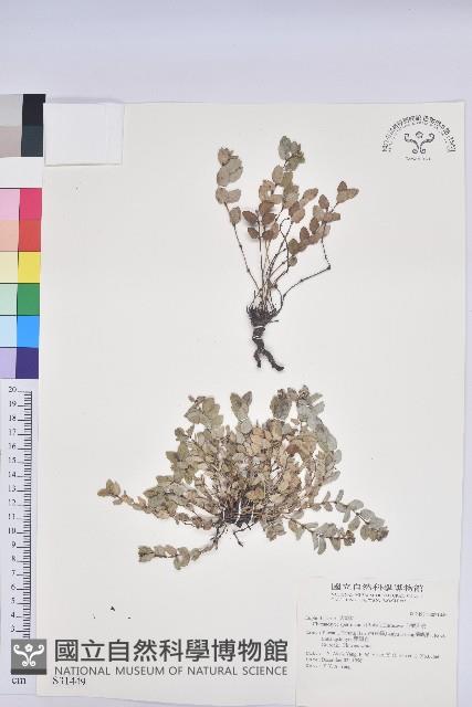 心葉大戟藏品圖，第1張