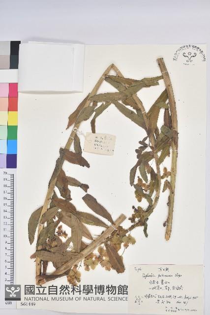 大戟藏品圖，第1張