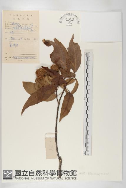 登錄號:S041449藏品圖，第1張